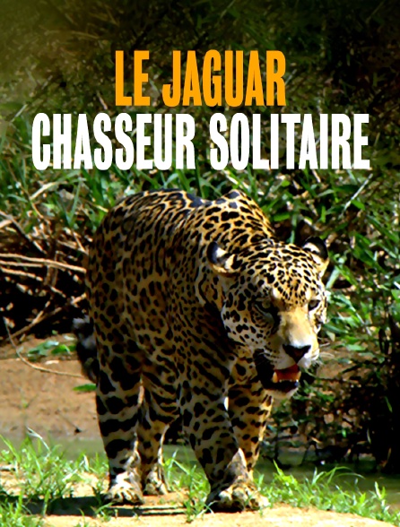 Le jaguar, chasseur solitaire