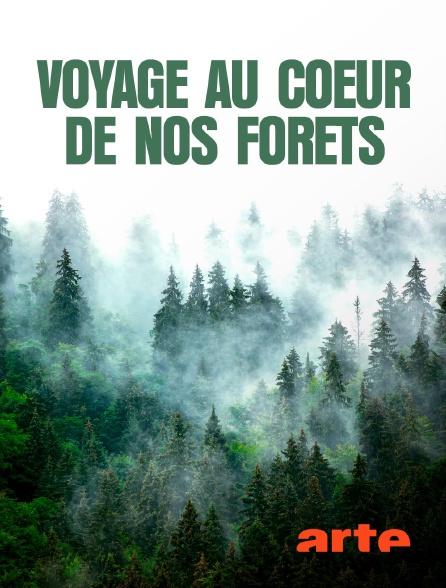 Arte - Voyage au coeur de nos forêts