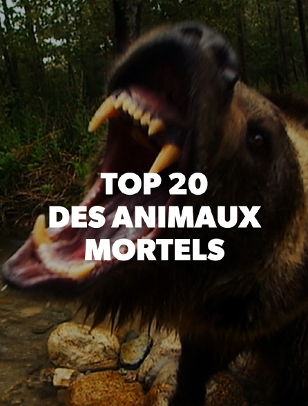 Top 20 des animaux mortels