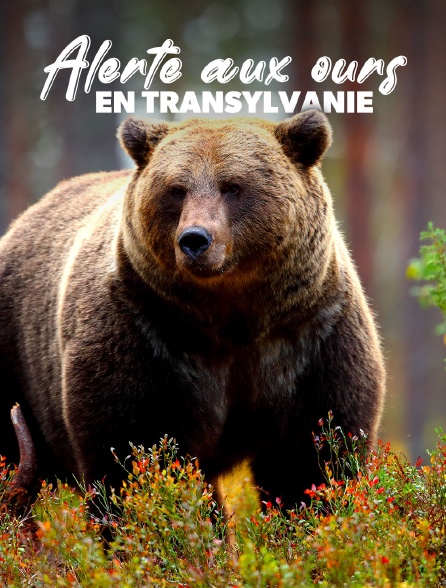 Alerte aux ours en Transylvanie