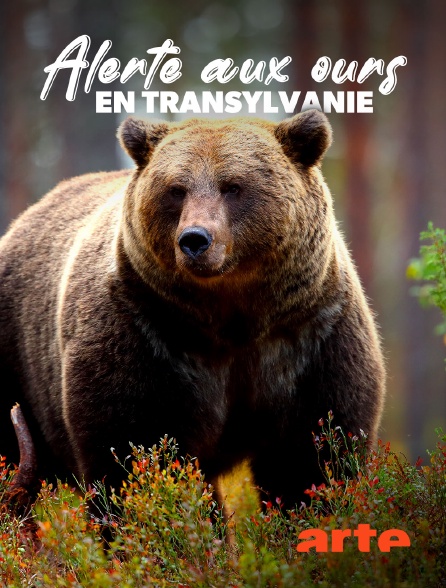 Arte - Alerte aux ours en Transylvanie