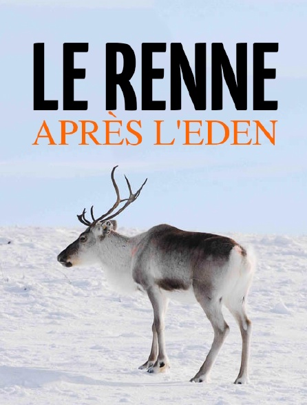 Le renne après l'eden