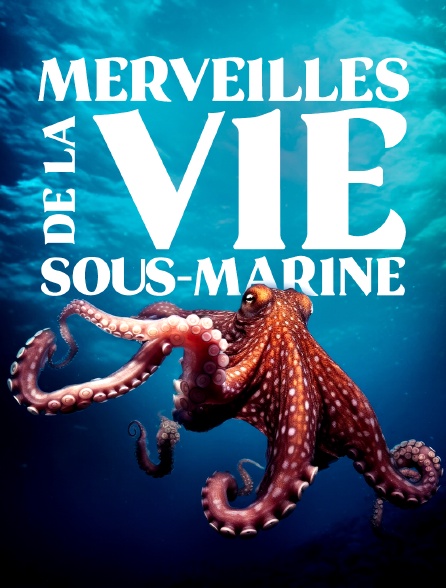 Merveilles de la vie sous-marine