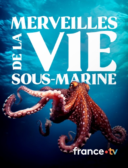 france.tv - Merveilles de la vie sous-marine en replay