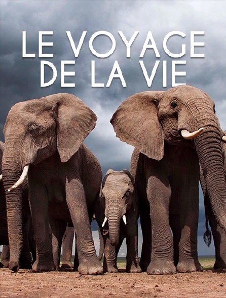 Le voyage de la vie