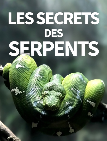 Les secrets des serpents