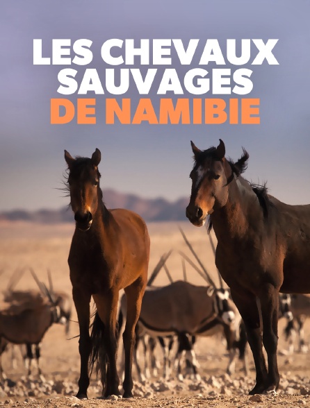 Les chevaux sauvages de Namibie