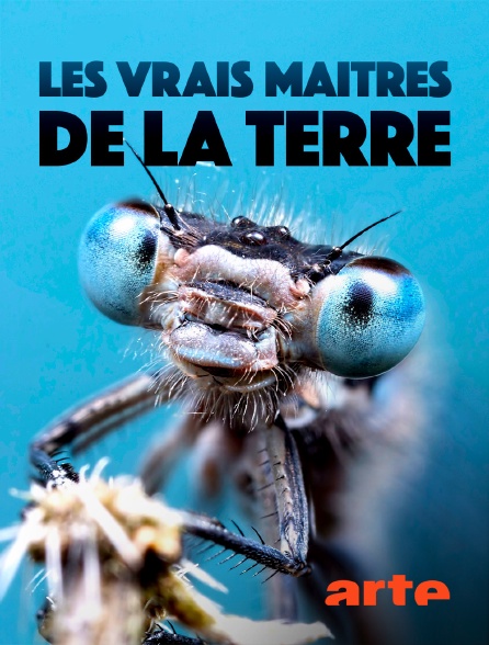 Arte - Les vrais maîtres de la Terre : Les insectes