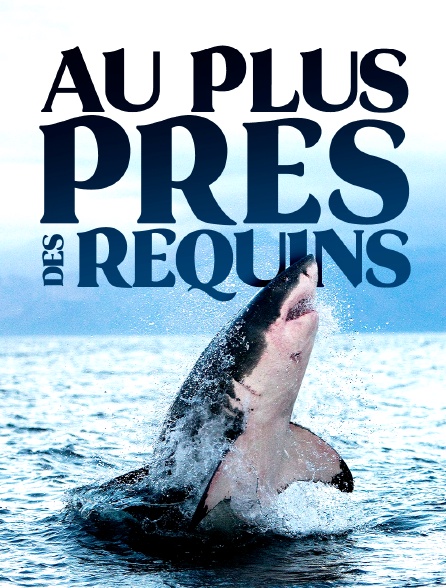 Au plus près des requins