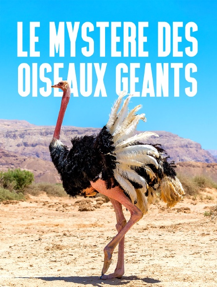 Le mystère des oiseaux géants