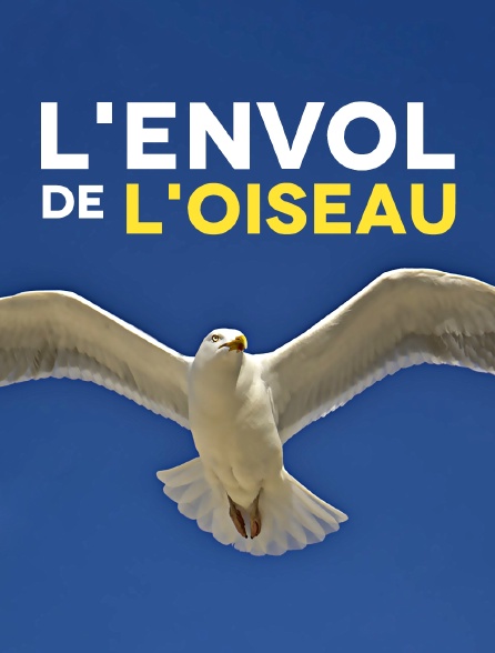 L'envol de l'oiseau