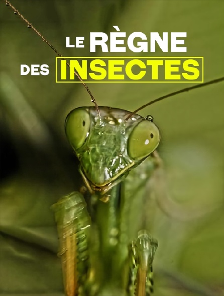 Le règne des insectes