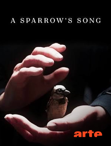 Arte - A Sparrow's Song