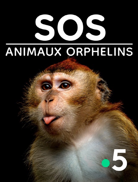 France 5 - SOS animaux orphelins