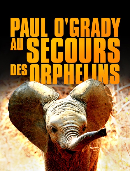 Paul O'Grady, au secours des orphelins