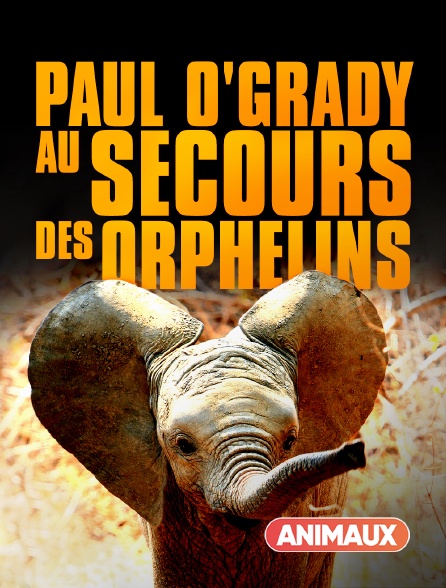 Animaux - Paul O'Grady, au secours des orphelins