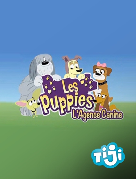TIJI - Les Puppies, l'agence canine