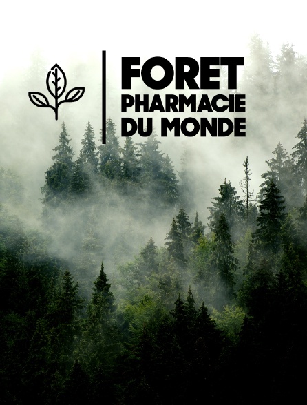 Forêt, pharmacie du monde