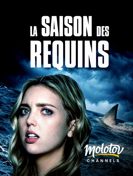 Mango - La saison des Requins