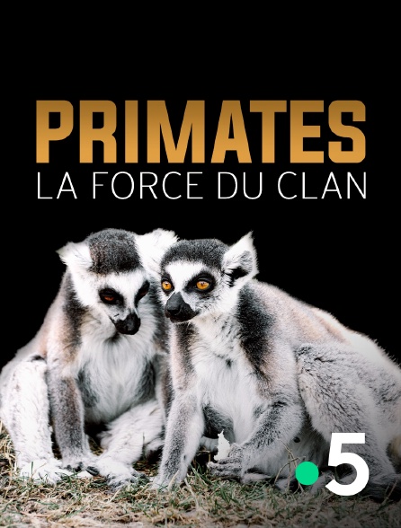 France 5 - Primates, la force du clan