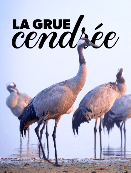 La grue cendrée : Sur les ailes d'une géante