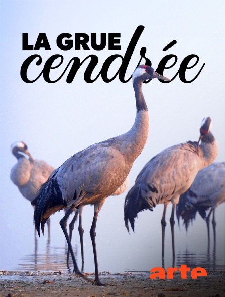 Arte - La grue cendrée : Sur les ailes d'une géante