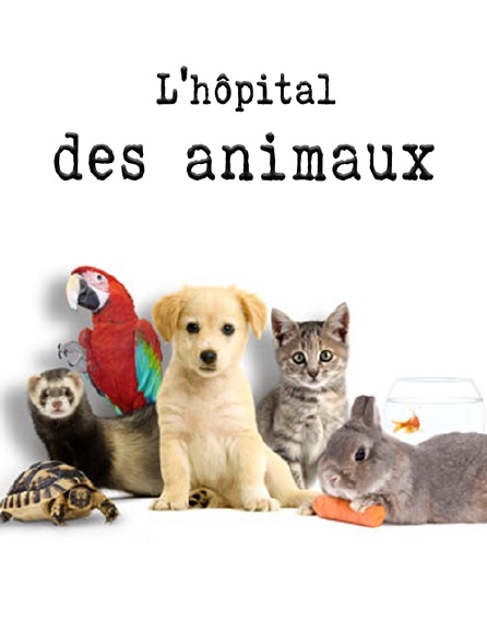L'hôpital des animaux