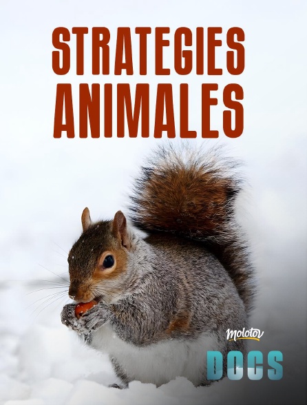 Molotov Channels Docs - Stratégies animales