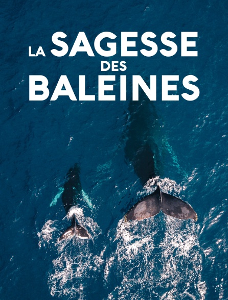 La sagesse des baleines