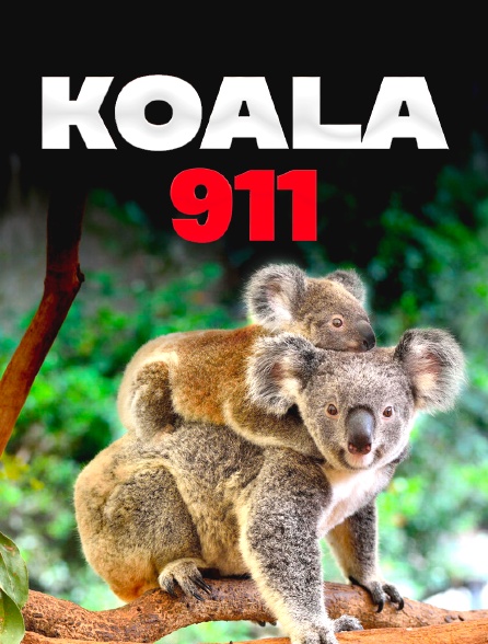 Koala 911