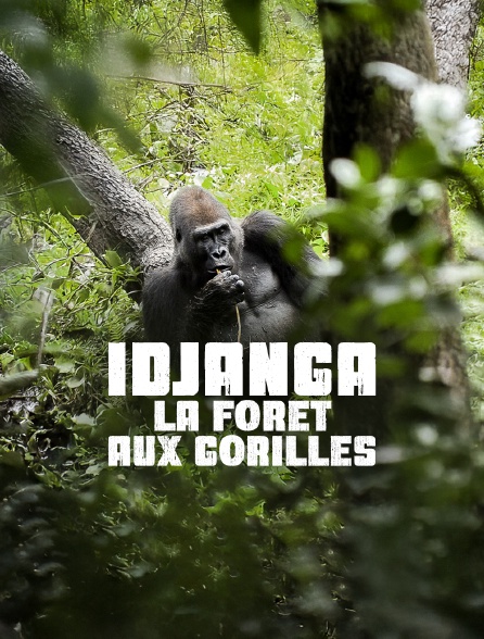 Idjanga, la forêt aux gorilles