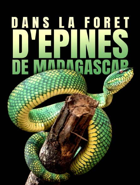 Dans la foret d'épines de Madagascar