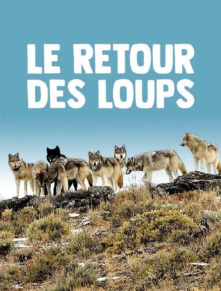 Le retour des loups