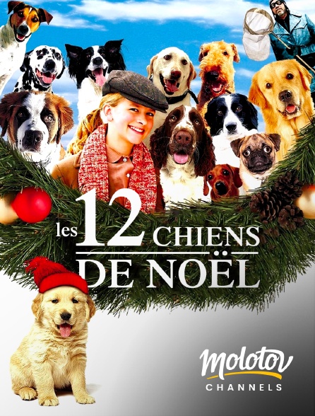 Molotov channels - 12 chiens pour Noël