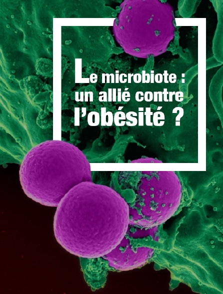 Le microbiote : un allié contre l'obésité ?