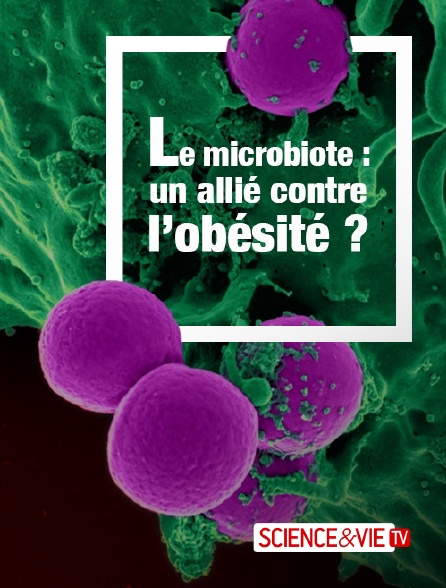 Science et Vie TV - Le microbiote : un allié contre l'obésité ?