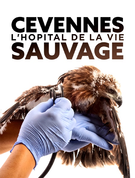 Cévennes, l'hôpital de la vie sauvage