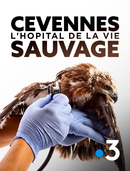 France 3 - Cévennes, l'hôpital de la vie sauvage