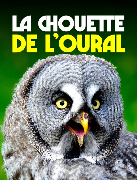 La chouette de l'Oural, reine de la nuit
