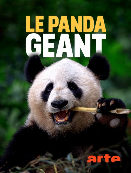 Arte - Le panda géant