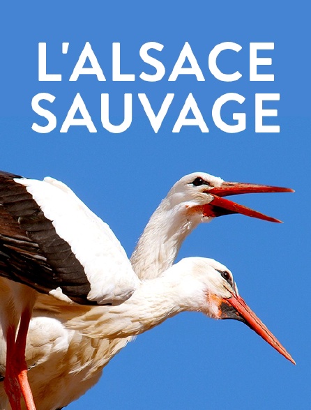 L'Alsace sauvage