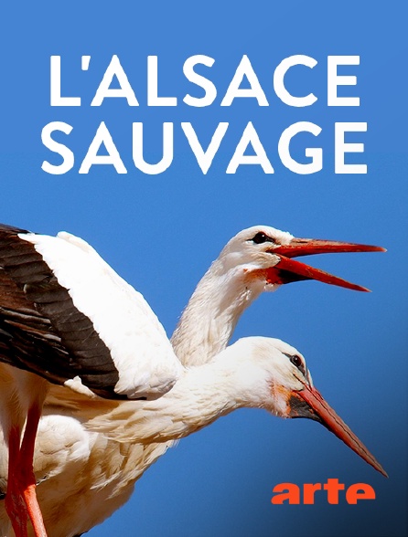 Arte - L'Alsace sauvage