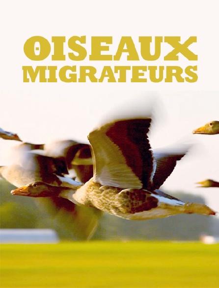 Oiseaux migrateurs : Sur les ailes du voyage