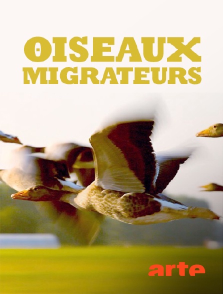 Arte - Oiseaux migrateurs : Sur les ailes du voyage