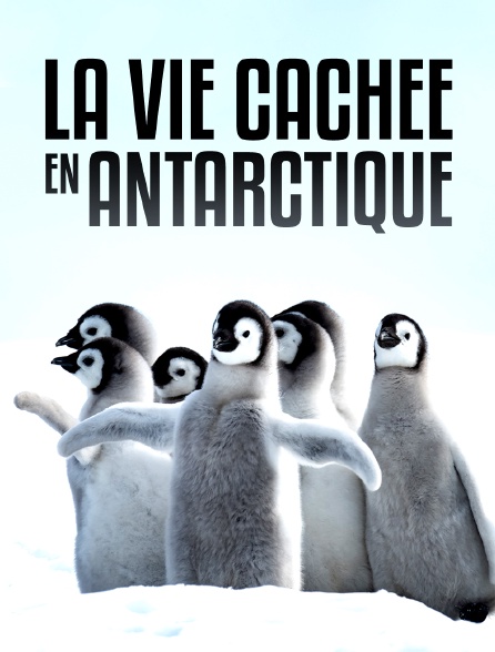 La vie cachée en Antarctique