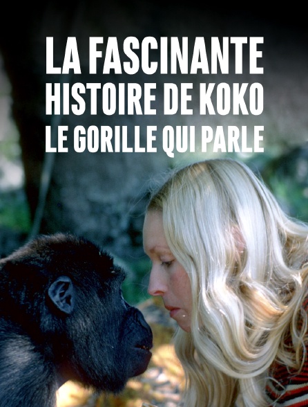 La fascinante histoire de Koko, le gorille qui parle