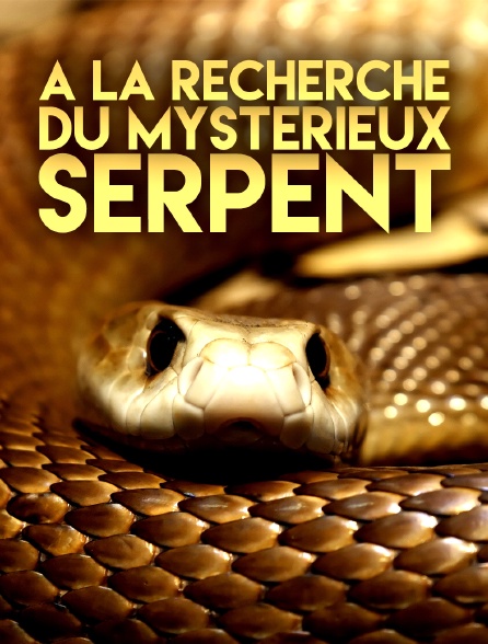 A la recherche du mystérieux serpent