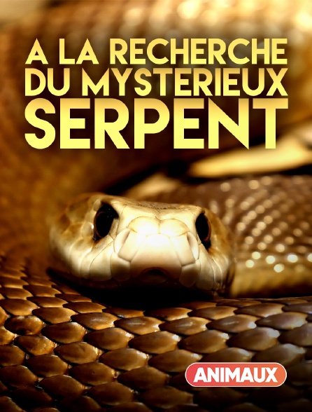 Animaux - A la recherche du mystérieux serpent