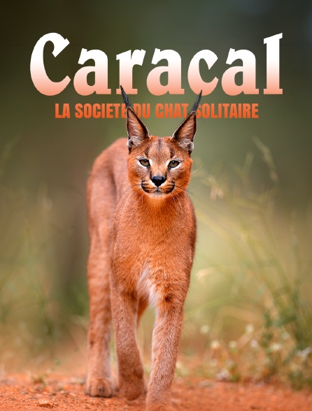 Caracal : La société du chat solitaire