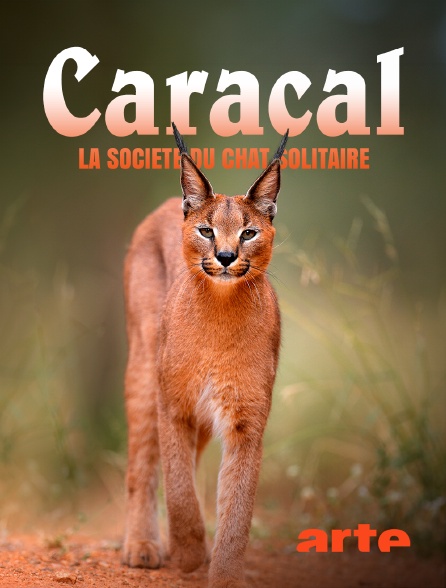Arte - Caracal : La société du chat solitaire